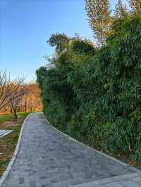 大連兩片超美竹林,第二個很少有人知道