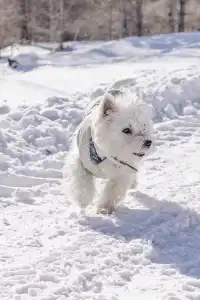 人,下雪天世界就變成了童話