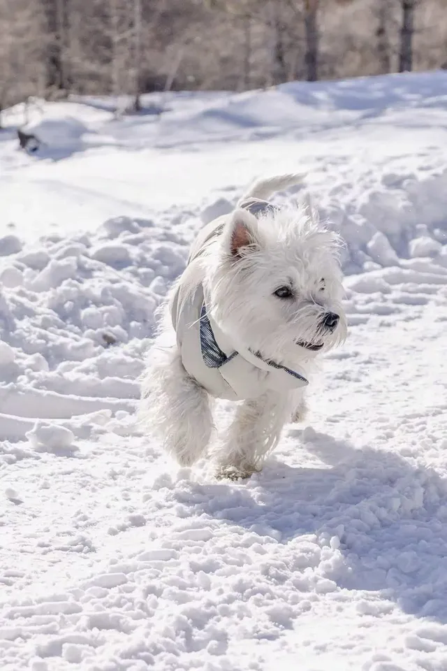 人,下雪天世界就變成了童話 人,下雪天世界就變成了童話