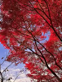 京都𝐊𝐲𝐨𝐭𝐨｜漫畫照進現實