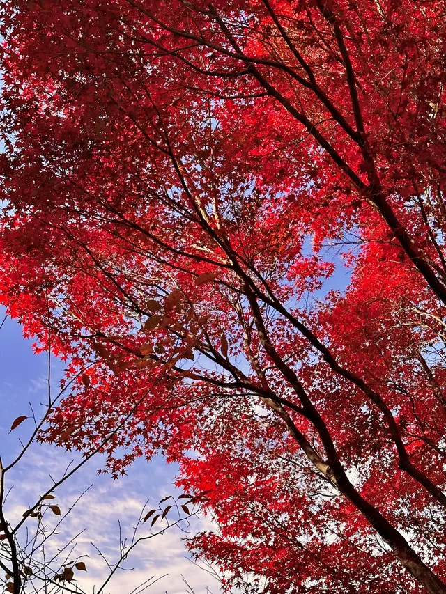 京都𝐊𝐲𝐨𝐭𝐨｜漫畫照進現實