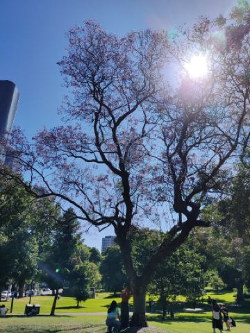 Melbourne Citywalk One-Day Tour Guide: A Secret Route for International Students