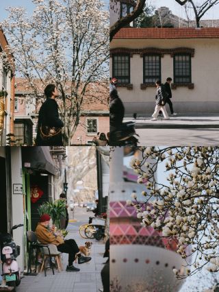 คู่มือชมดอกแมกโนเลียบานในเซี่ยงไฮ้: Panasonic S9 ช่วยให้คุณบันทึกเสน่ห์อันโรแมนติกของเซี่ยงไฮ้ได้