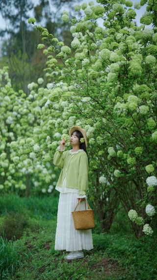 Luzhou is also blooming with hydrangeas from The Wizard of Oz, this is what spring should really look like!