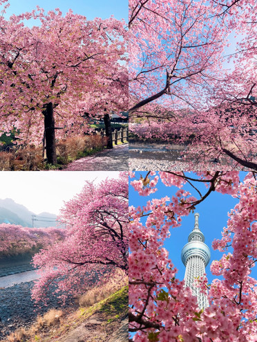 Cherry Blossom 2点おまとめです。 Japan Cherry Blossom Season Charter Tour Guide! | Trip.com Kyoto