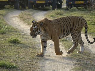 アメリア・サファリ（Ameliya Safaris）での忘れられないサファリ体験。
