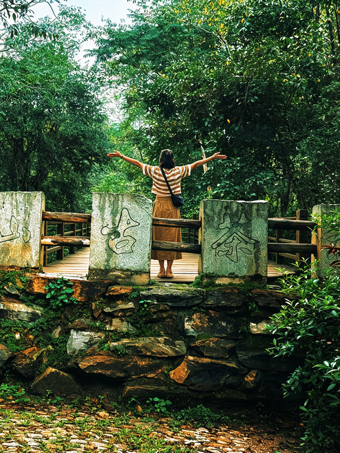 Walk the Jingmai ancient tea forest plank road in Pu'er｜See the