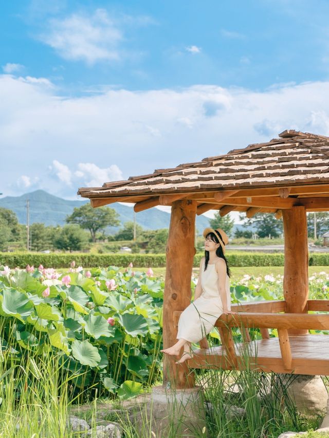 연꽃을 보고싶다면 함안으로 🪷💕