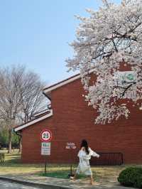 용산의 숨은 벚꽃 명소는 용산공원🌸🌸🌸
