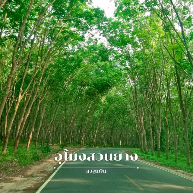 รวมจุดเช็คอิน สุราษฎร์ธานี 🐚🌳 