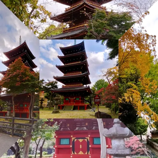 Beautiful Kyu Kaneiji in Ueno Zoo