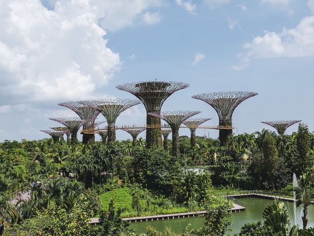 留有一點遺憾的擎天樹之旅