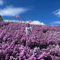 🌼🌼พักกายพักใจ💕💕ชมดอกไม้สวยๆๆ🪻🪻💐💐🌸🌼