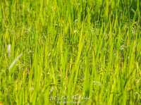 บ้านไร่ปลายนา อุทัยธานี