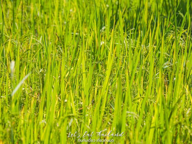 บ้านไร่ปลายนา อุทัยธานี