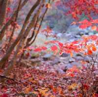 Beautiful autumn view of Odaesan NationalPark