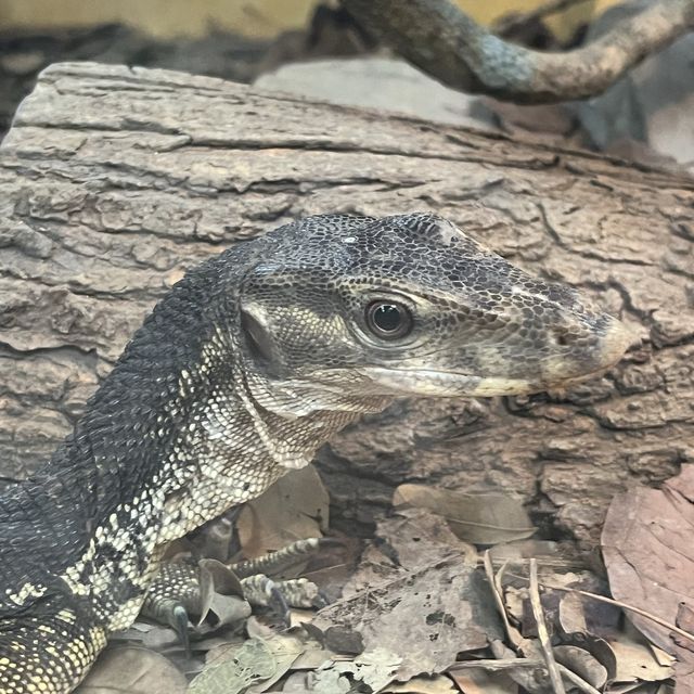 Visit the animals at Avilon Zoo