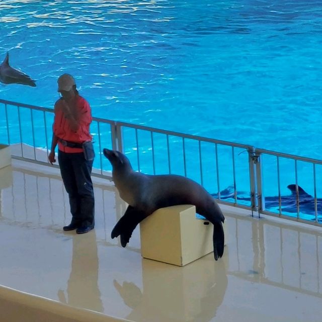 マリンワールド海の中道でラッコに会おう✨