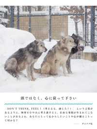 【北海道】冬の動物園を名言と共に楽しもう🐻‍❄️🐧🦭🦝🐺💕