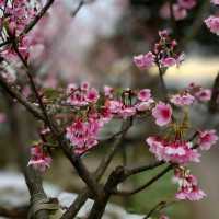 Romantic Flower Park at Yangmingshan