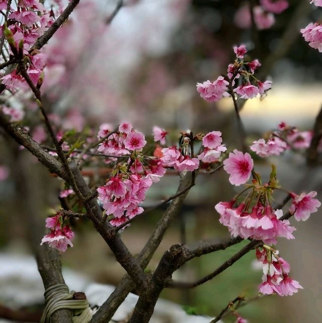 Romantic Flower Park at Yangmingshan