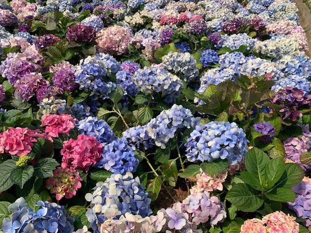 天水圍公園賞花去