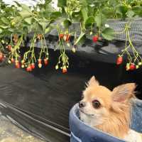 【千葉】わんこと楽しめるいちご狩り