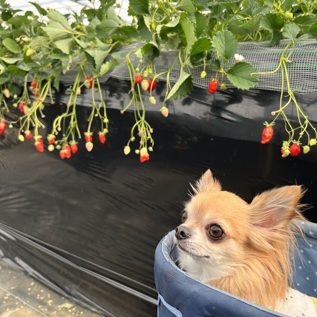 【千葉】わんこと楽しめるいちご狩り