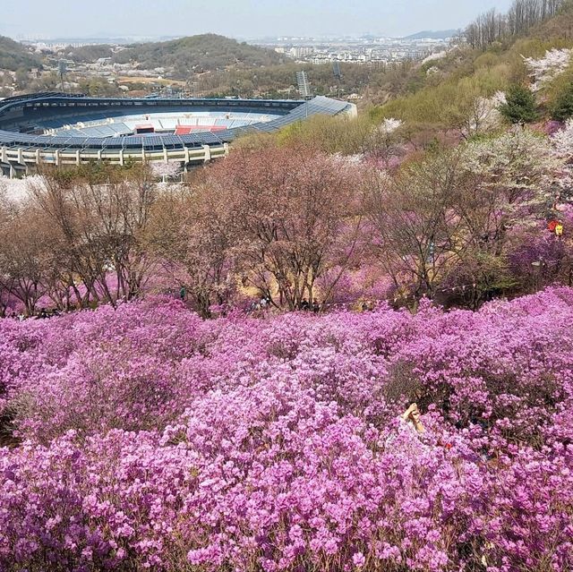 벚꽃말고  진달래축제 가장 편하게 보는법