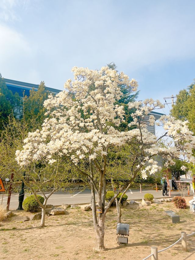 전국에서 가장 아름다운 대구 봄꽃명소🌼