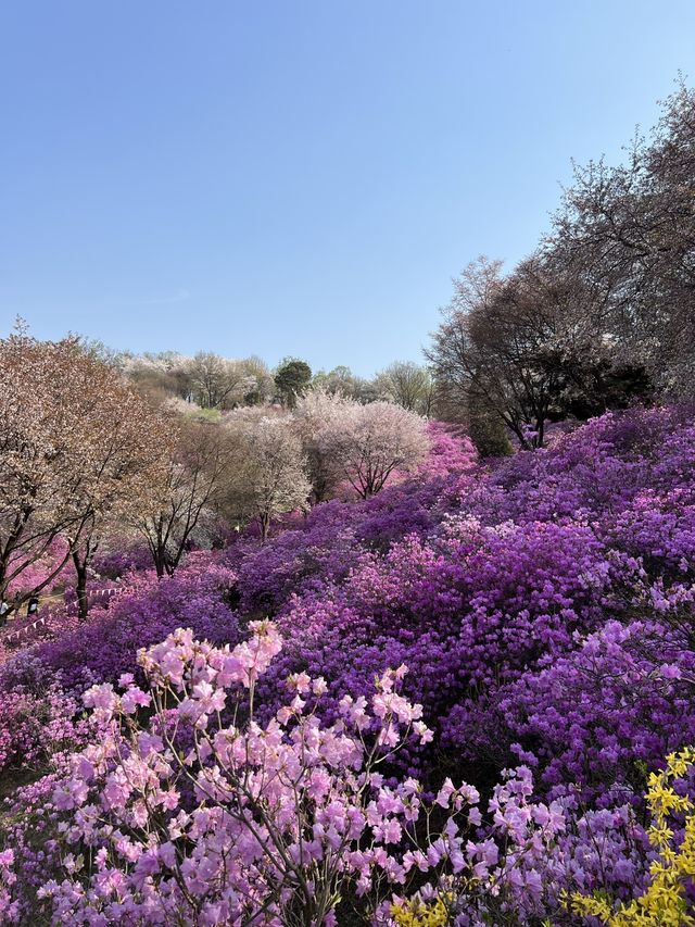 말그대로 꽃동산 그 자체💕