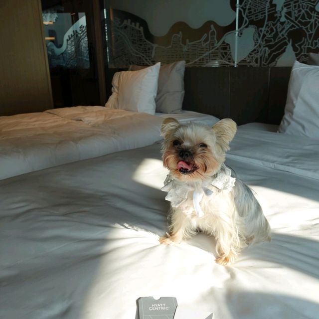 DogCation毛孩放電假期住宿體驗🐾