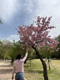서울 겹벚꽃은 어린이대공원에서🌸