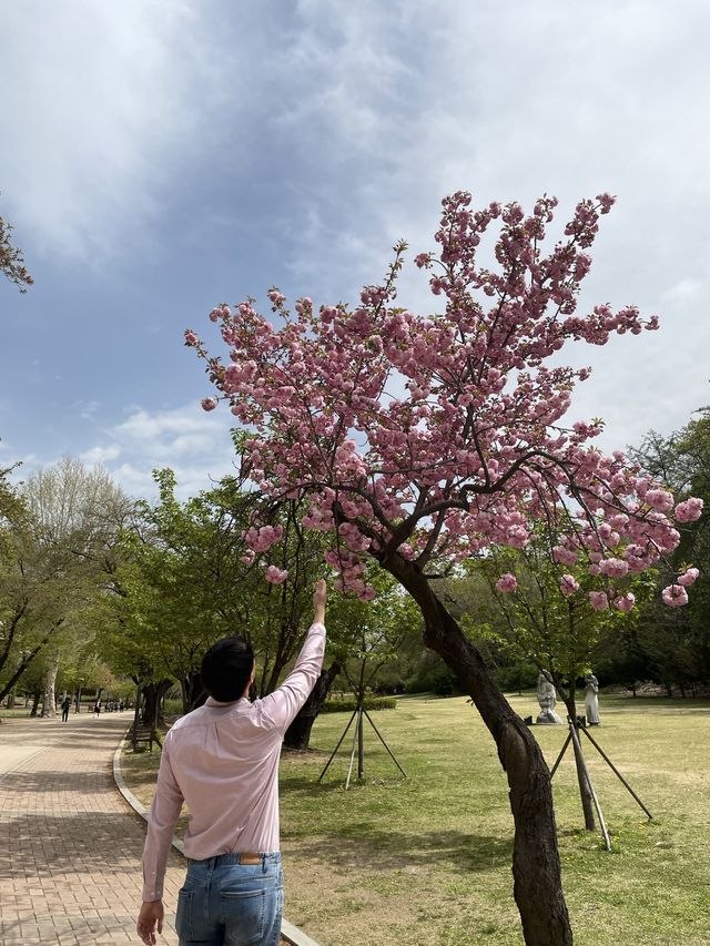 서울 겹벚꽃은 어린이대공원에서🌸