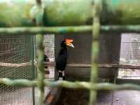 สวนนกภูเก็ต "Phuket Bird Park"