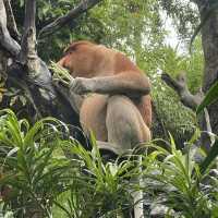 Singapore Zoo