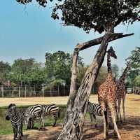 探索自然奇觀，曼谷北碧府野生動物園絕對不能錯過！