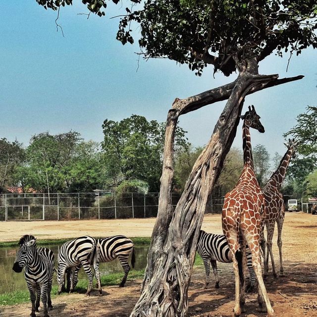 探索自然奇觀，曼谷北碧府野生動物園絕對不能錯過！