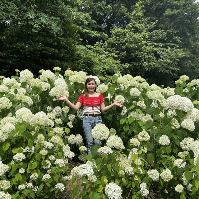 広島県　世羅　花夢の里　あじさい