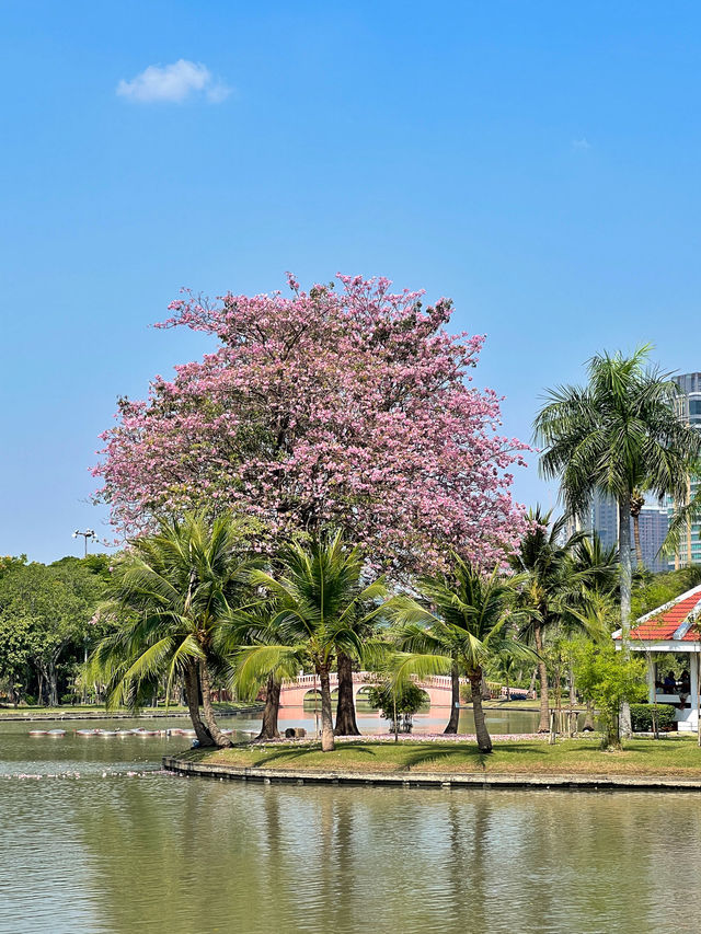 Escaping into nature's embrace at Chatuchak!