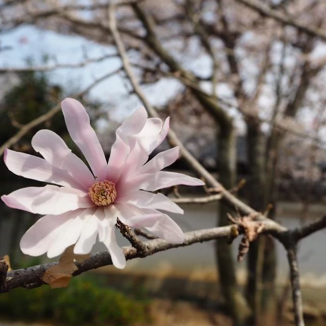 【嵐山】天龍寺の庭園