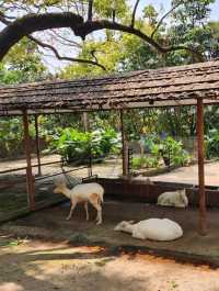 深圳野生動物園：瞬間拉近野生世界與人的距離