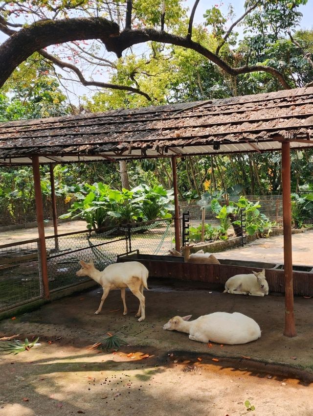 深圳野生動物園：瞬間拉近野生世界與人的距離