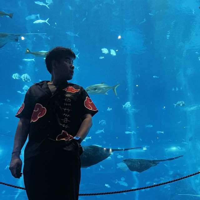 บุกเดี่ยว S.E.A.Aquarium ตามหา Manta ที่รัก😍
