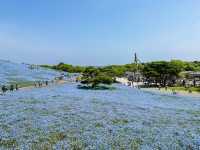關東整片藍海~常陸海濱公園粉蝶花