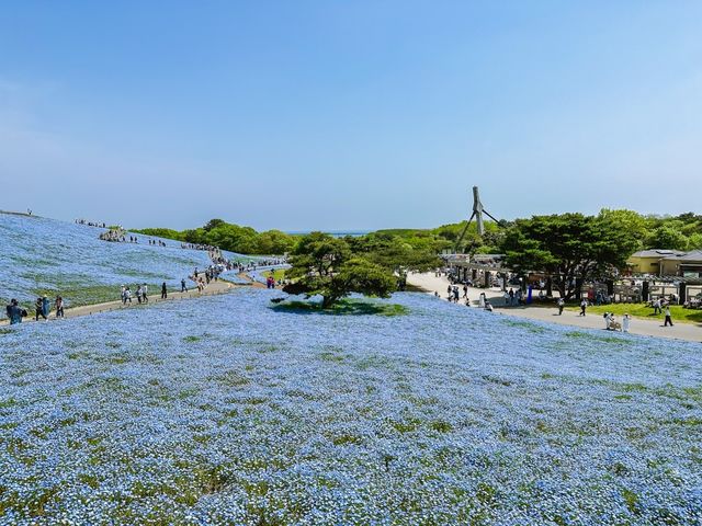 關東整片藍海~常陸海濱公園粉蝶花