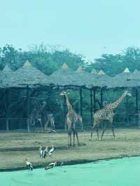 ⭐️亞洲最大動物園～Safari World