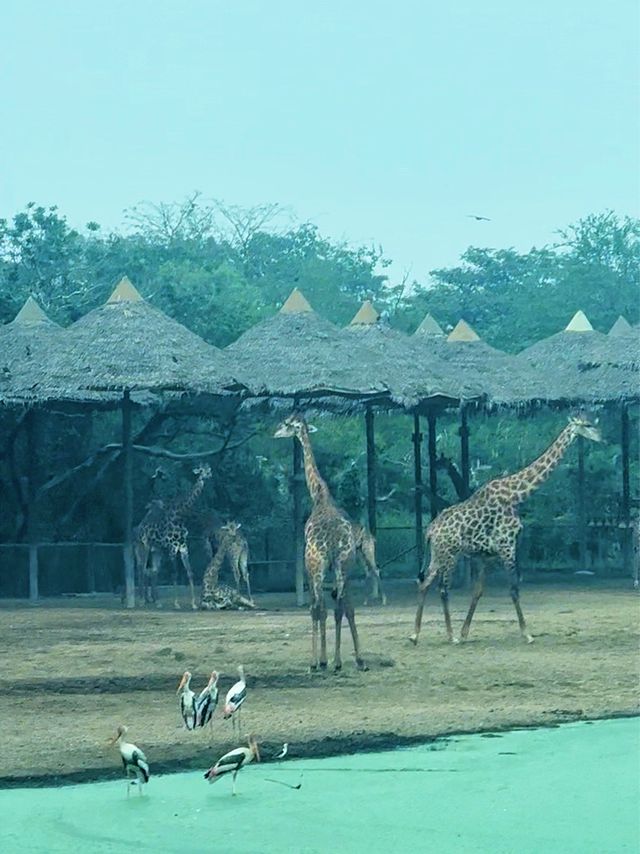 ⭐️亞洲最大動物園～Safari World