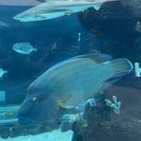 Marine encounter at Cebu Ocean Park 