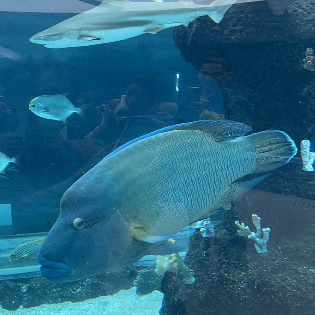 Marine encounter at Cebu Ocean Park 